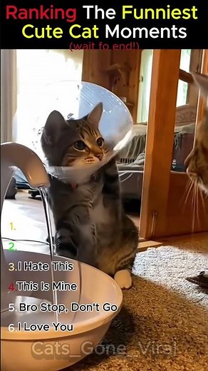 Ranking The Funniest Cute Cat Moments 🥹😂🐱 – Part 14