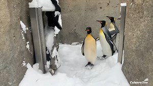 345K views · 22K reactions | We love penguin snow days! ️ With the recent heavy snowfall hitting our city, many of us chose to stay warm indoors – but not these birds! Watch as our king penguin colony eagerly headed outdoors and into that fresh white powder! ❄️ It's winter enrichment at its best. #YourZooYYC | The Calgary Zoo | Facebook