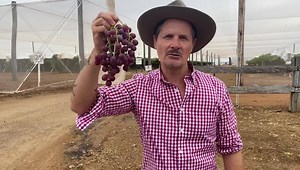 Look at those grapes! 🍇 🍇 🍇 The Mundubbera vines are heavy with fat juicy grapes right now! Welcome to the North Burnett grape country. | ABC Wide Bay