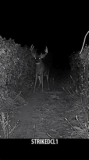 This 20-second sneak peek is just the beginning— the full 7-minute bean-row encounter has even closer, jaw-dropping footage. 👉 Don’t miss it! Watch it at: https://youtu.be/4Y8vCjJDZ9U | Backyard Wildlife Maine