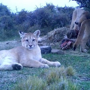 When there are farm animals competing for space and food with the puma’s natural prey, the guanaco... 🦙 💚 It is no easy feat, but the team of the Cerro Guido Conservation Foundation (Estancia Cerro Guido) together with Panthera have been doing research to help protect biodiversity in South Chile 🇨🇱. Discover more ➡️ https://swarop.tk/80i As a visionary company, we see it is as our duty to care for the environment, protect nature, and preserve biodiversity 🌳. Safeguarding biodiversity is an 
