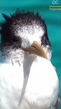 Bird Reads Earth's Magnetism! 🧭 Nature's Built-in GPS