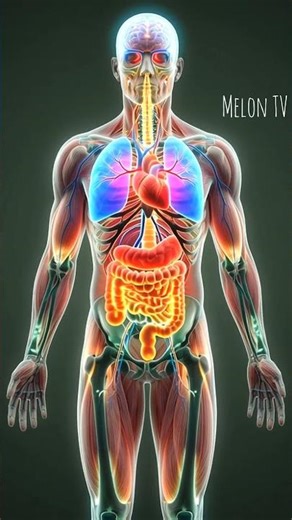 What Happens Inside Your Body When You Eat Food? | 3D Medical Animation 🍽️