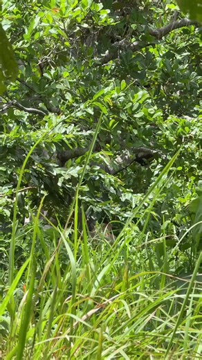 Finding Nemo: An Afternoon Adventure