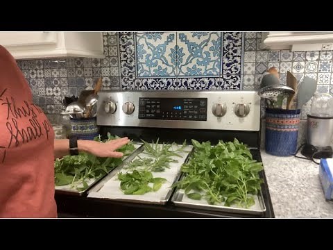 Freeze drying medicinal herbs! Basil, Lavender, Tarragon. Part I