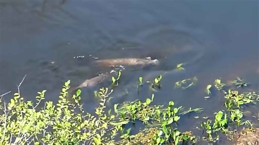 Brazilian Giant Otters: The River Warriors Who Fear No Predator, Not Even Jaguars