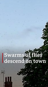"We were Hoovering the ceiling before going to bed at night." Residents in North Muskham, Nottinghamshire are dealing with invasions of mating midges. https://bbc.in/303qwiH | BBC Nottingham