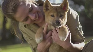 Australian dingo puppies snuggle their carers