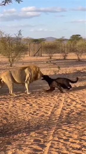 Lion vs Black Panther Fight | Rare Wildlife Battle Caught on Camera