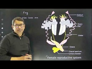 Female Reproductive System of Frog