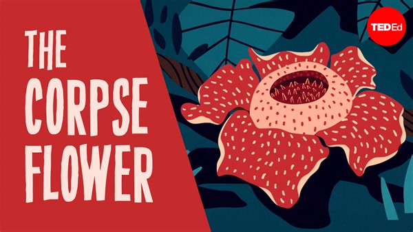 Why does this flower smell like a dead body? | TED-Ed