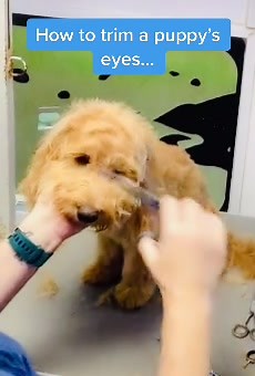 Puppy Face Grooming: Trim Your Cockerpoo's Eyes Safely