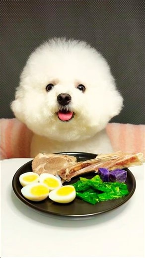 A Plate Full of Choices… and One Determined Little Bichon! #dogeating #pets #dogshorts