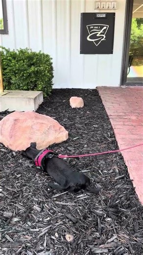 Mastering City Streets: Rear Entry Vehicle Revolution 🚙 #DisabilityFreedom