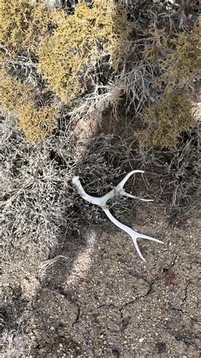 First Deer Sheds of the Year Exploration