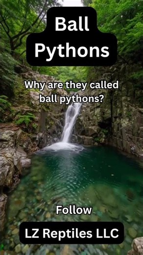 Ball Python Fun Facts
