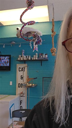 This is how to recognize a suspicious person or shoplifter. This rule applies 100 percent of the time. | Iago the Swinging Cockatoo