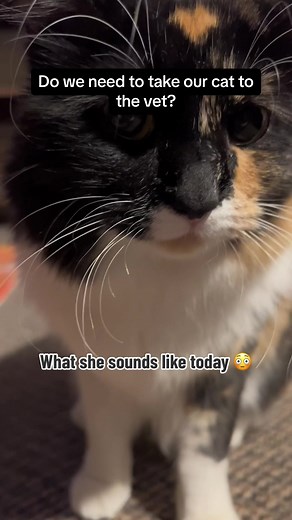 She’s not quite 3 yrs old yet she sounds like a crusty Grimm witch. We just got a new kitten and shes been grouchy and hissing a lot so we thought she mightve lost her voice..? We’ve never heard her sound like this before and genuinely would like advice from an experienced party #catadviceneeded #helpmycat #petsoftiktok #catsmeowing #moirathecat #vetsoftiktok #sickkitty