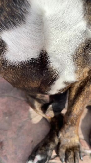 Mooooooooooooooooo