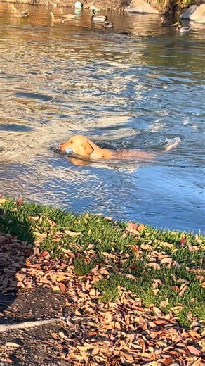 18 reactions · 4 comments | Hair day! #usa #tater #idaho #yellowlab #love #happy #fun #swim #water | GL Hansen Sr. | Facebook