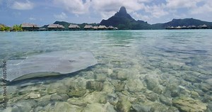 Bora Bora Stingray video of animals and Overwater bungalows and mount otemanu in nature in French Polynesia, Bora, Bora, Tahiti. Stringray are often seen on snorkeling and diving tours.