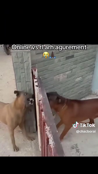 Hilarious Animal Memes Trending on TikTok