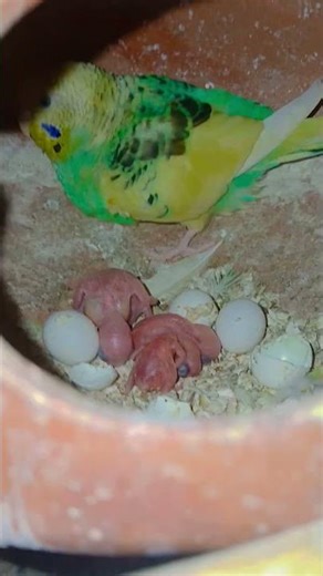 🤯bagish parrot firsa baby nikala 🤯 #birds #music #bagish #short #shortvideo