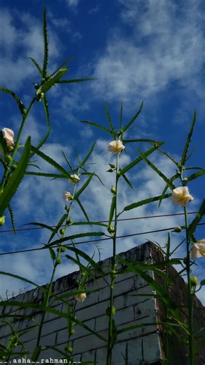 “Just like a bee is drawn to a flower, I’m drawn to you — naturally, endlessly, and without reason. 🌼🐝💛 | Asha's Photography