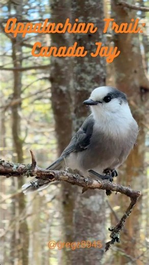 Appalachian Trail: Canada Jay