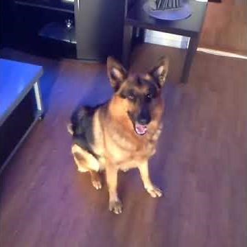 Funny Vines: Dancing German Shepherd