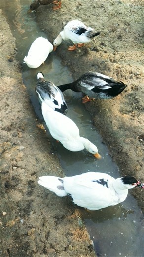 Indian runner duck farming in Indian village #duckfarmer #duckfarm #ducklife #cuteduck #babyduck