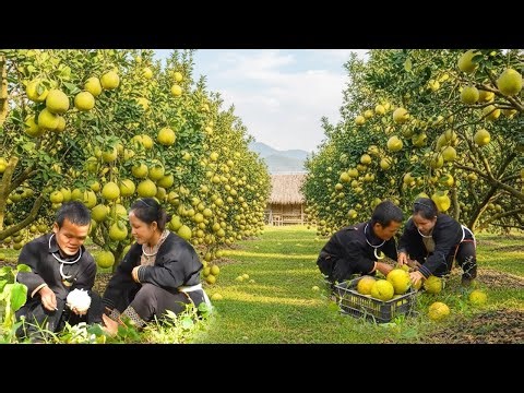 Dwarf Family Harvests Ripe Grapefruit for Market Sale | A Joyful Day With Family