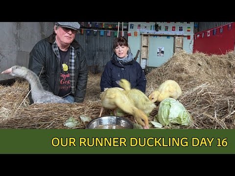 Our cute runner ducks duckling day 16