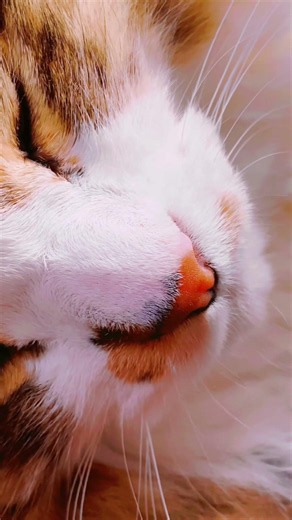 我が家の保護猫は運動神経は無く来た初日私の膝の上でおしっこを漏らしました。