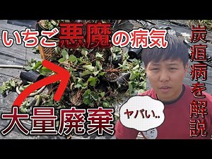 いちごの悪魔の病気『炭疽病』について解説！イチゴ苗大量廃棄の訳...