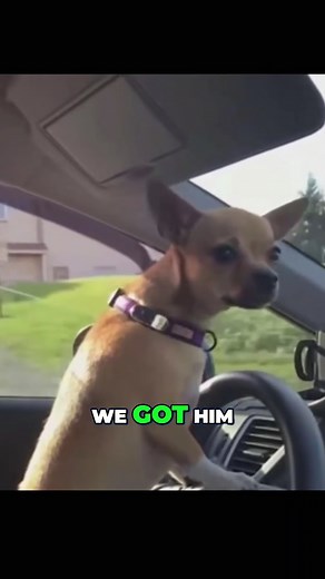 Doug Finley on Instagram: "DRIVE DOG - The "Burger Drama" Episode . As usual #drivedog makes a promise and then lies. Me and Lil Man were STARVING !! 😂😂😂. GO Check Lil Man (Dre) on his Moms Tiktok page ( @mexitalian603 )"