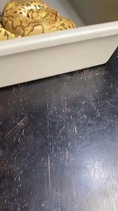 Ball python hatching from start to finish