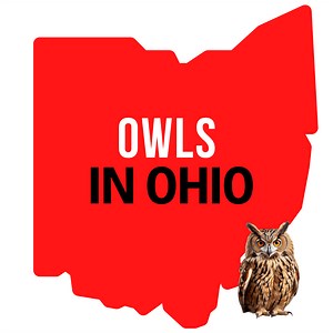 Owls In Ohio