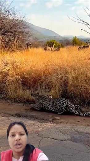 leopard in action/ A close encounter #animals #wildanimals #leopard #duet