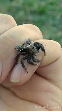 HUGE African Jumping Spider! 🤩 Hyllus treleaveni 🤩