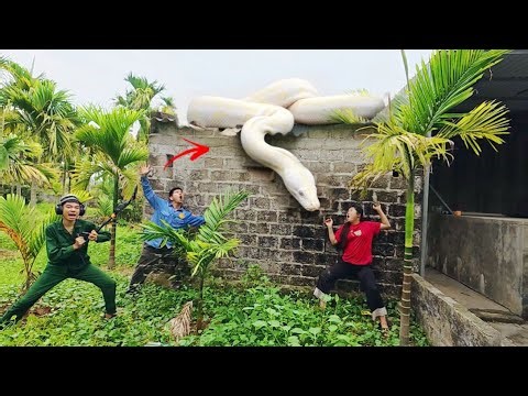 Brave soldiers used high-tech snake detectors to locate the giant python's nest.
