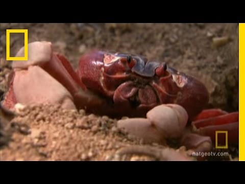 Creepy Crawly Crabs | Great Migrations