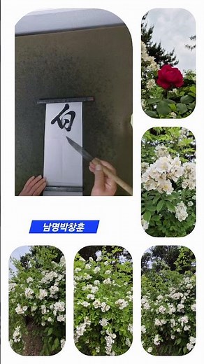 하얀 꽃 속에 붉은 장미 한 송이 “One red rose blooming among white flowers.”#장미의계절 #흰장미 #일산호수공원
