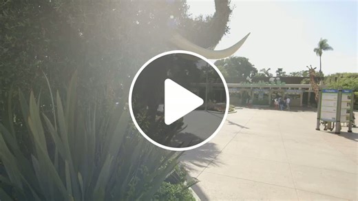 This Clouded Leopard Cub Has to Pass a Very Important Health Exam! - NewsBreak