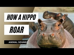 The Animal Sounds: Hippo Roar / Sound Effect / Animation
