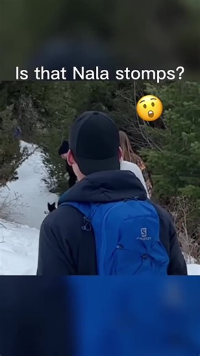 Nala the Dog Stomps on a Random Trail