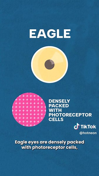 Eagle Vision: How Eagles See Over Two Miles Away