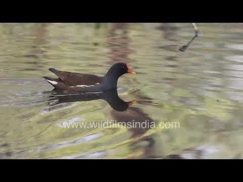 A Common Moorhen Walking Through Mud and Water in Delhi Wetlands