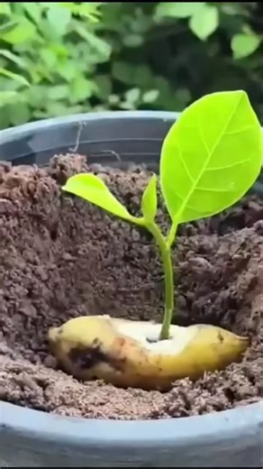 Frutíferas em Casa on Instagram: "O passo a passo completo para você ter sua frutíferas produtiva em casa já está disponível! Quer o manual/Curso completo? Acesse site do meu perfil @frutiferas.em.casa Agora você pode aprender a cultivar diversas espécies de frutíferas na sua casa, MESMO QUE NÃO TENHA ESPAÇO. Veja algumas das frutíferas que você vai produzir: 🍓 Morangos bem desenvolvidos 🍇 Uvas docinhas 🥑 Abacates no vaso é possível com nossas técnicas 🍍 Abacaxis suculentos 🥥 coqueiro anã �