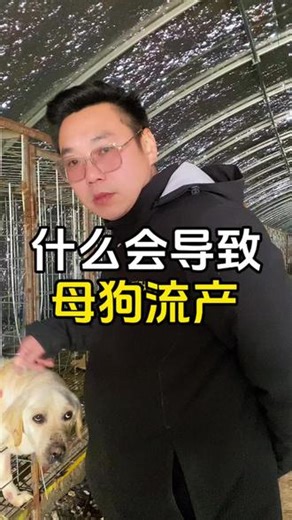 什么原因导致母狗流产滑胎？ #农村创业养殖 #养狗的乐趣 #养狗经验分享